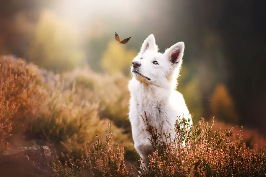 Cool White German Shepherd Wallpaper for Laptop