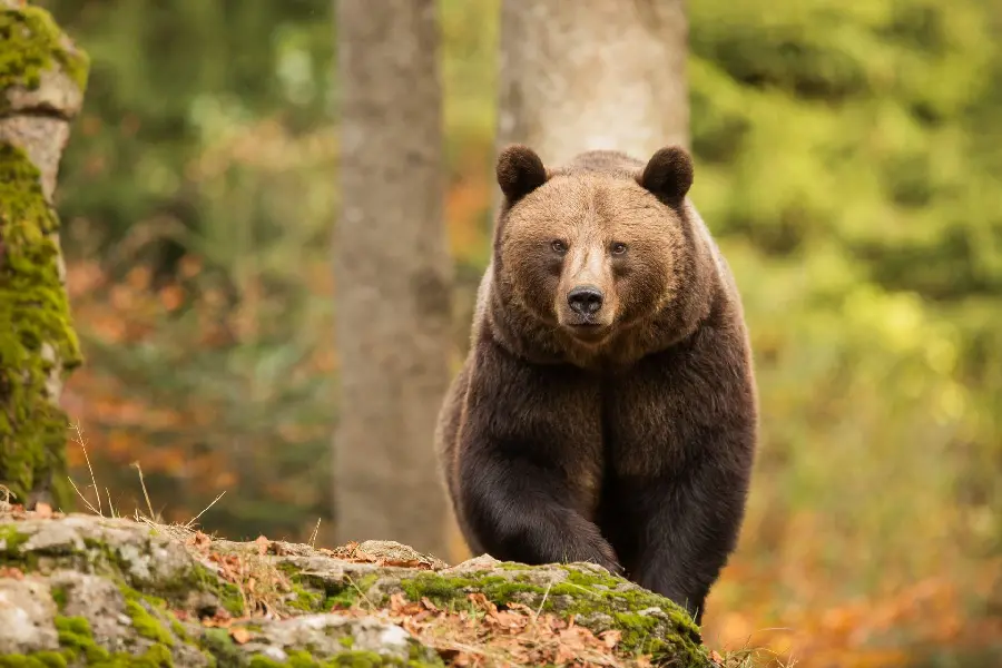 Bear in the wild HD wallpaper for your computer