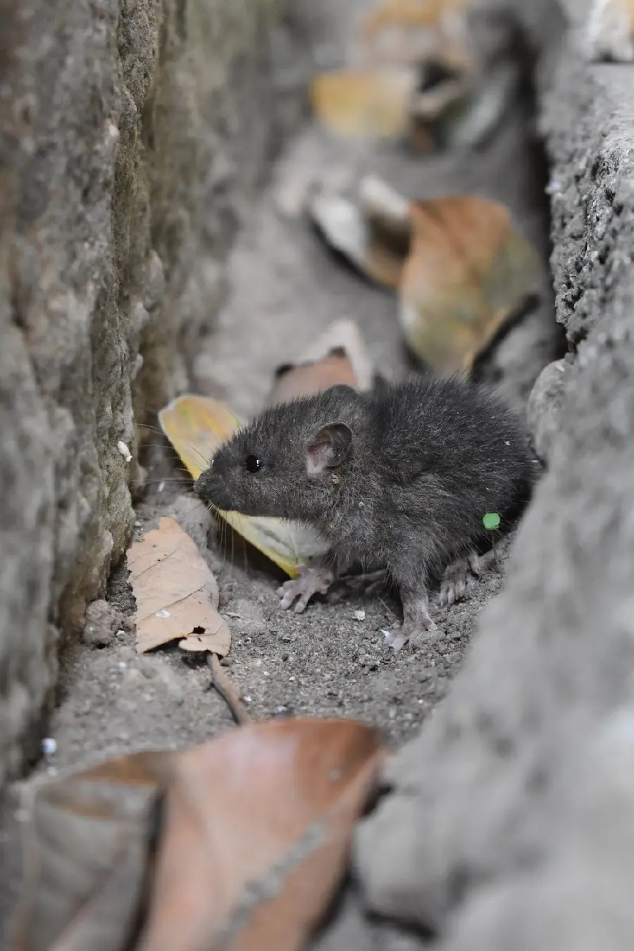High quality photo of a little mouse between walls and grooves
