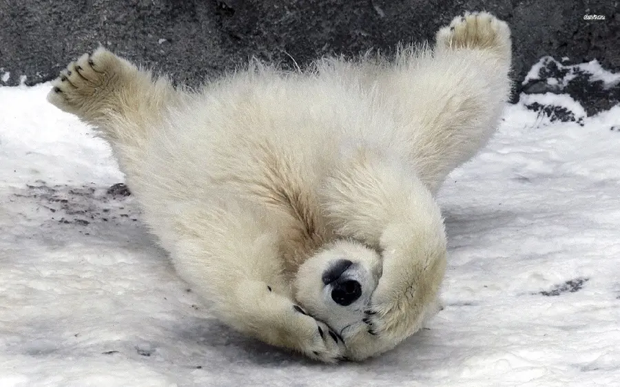 Spectacular full HD wallpaper of a baby polar bear 