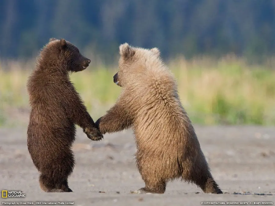 Amazing Kodiak bear cub wallpaper in high quality