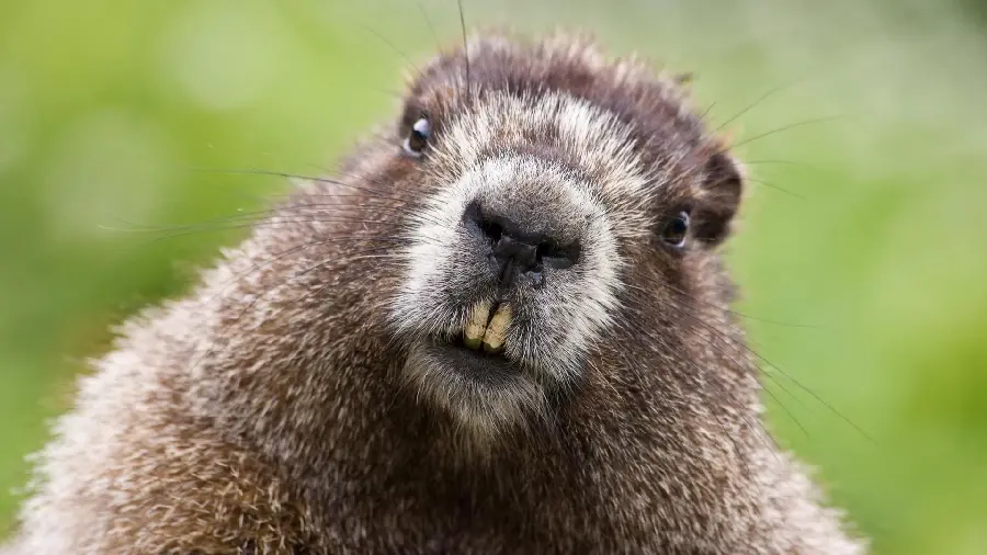 Cute Beaver Full Hd Background with Follow Background
