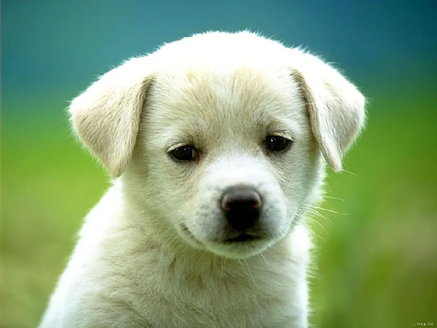 Cute wallpaper of the Pongsan puppy breed with excellent quality