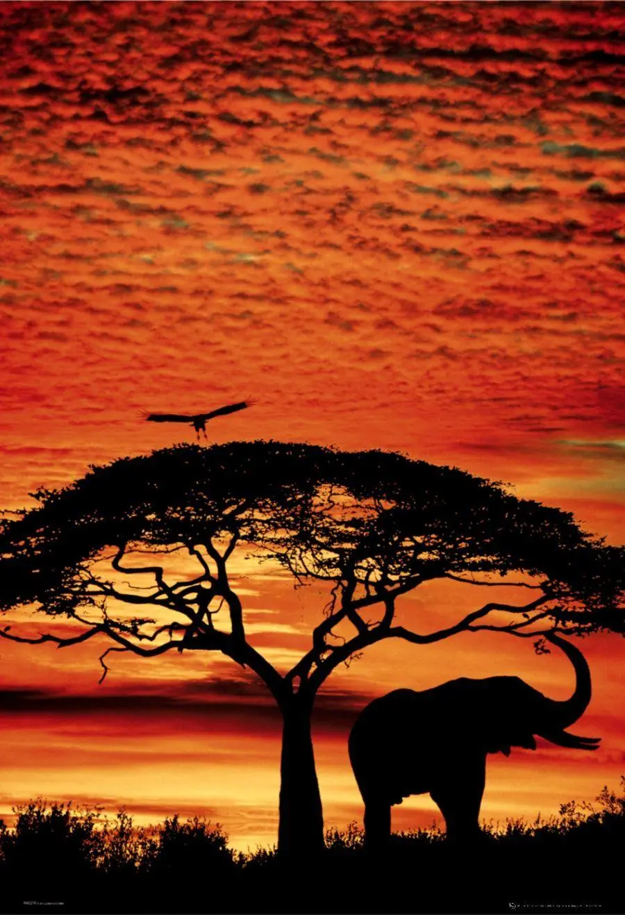 A shadow of a tree and an elephant and an eagle in the orange sky