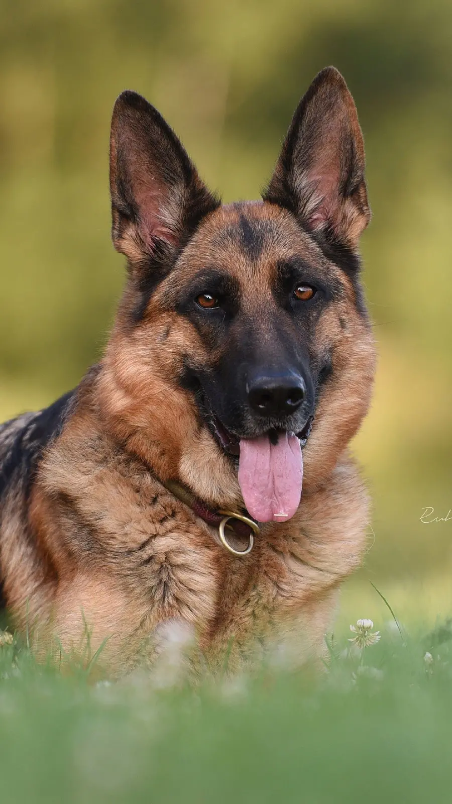 Wallpaper of a German Shepherd or German Shepherd dog suitable for iPhone background