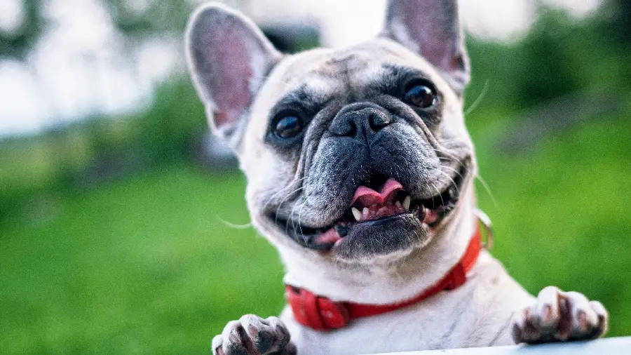 Full downloadable background of the French Bulldog 4K
