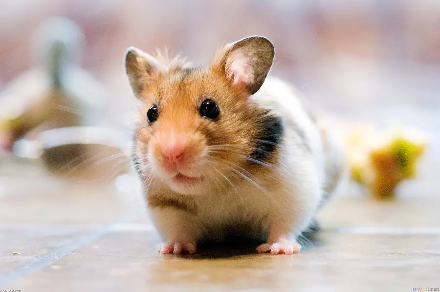 Picture of a cute domestic hamster