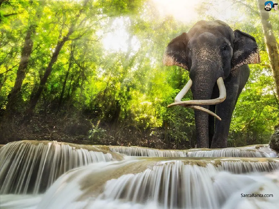 An elephant walking in pristine forests by the river