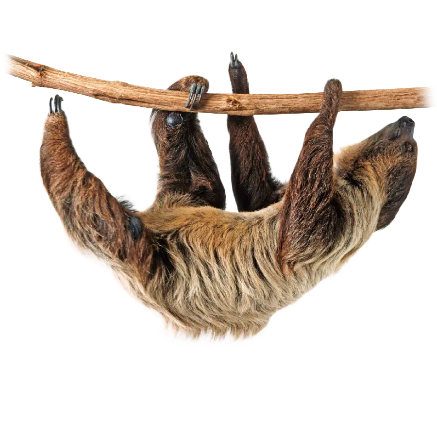 Sloth Background Photo Without Background as High Quality PNG File
