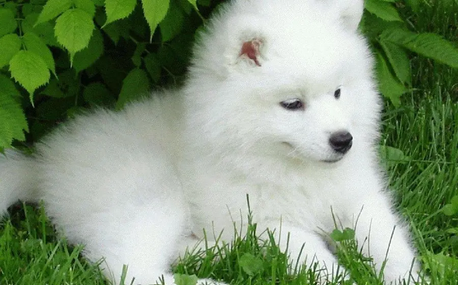 Wallpaper for furry pet lovers of white puppy