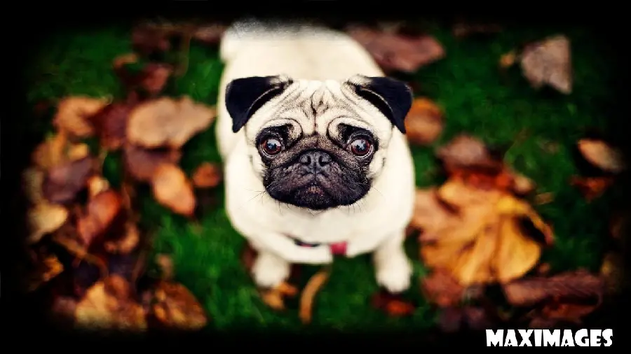 Best designed and edited pug dog wallpaper with direct link 