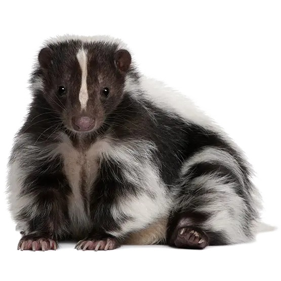Skunk Profile Image Without Background PNG