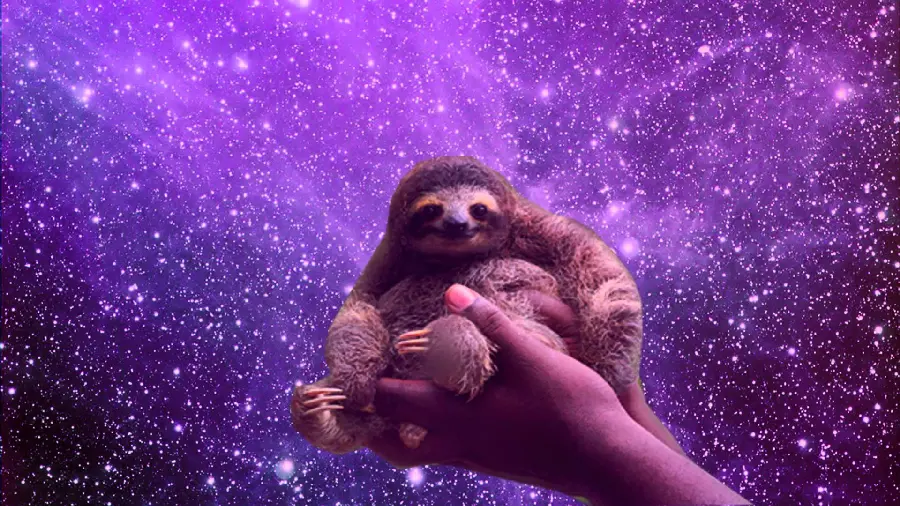 Amazing free sloth wallpaper
