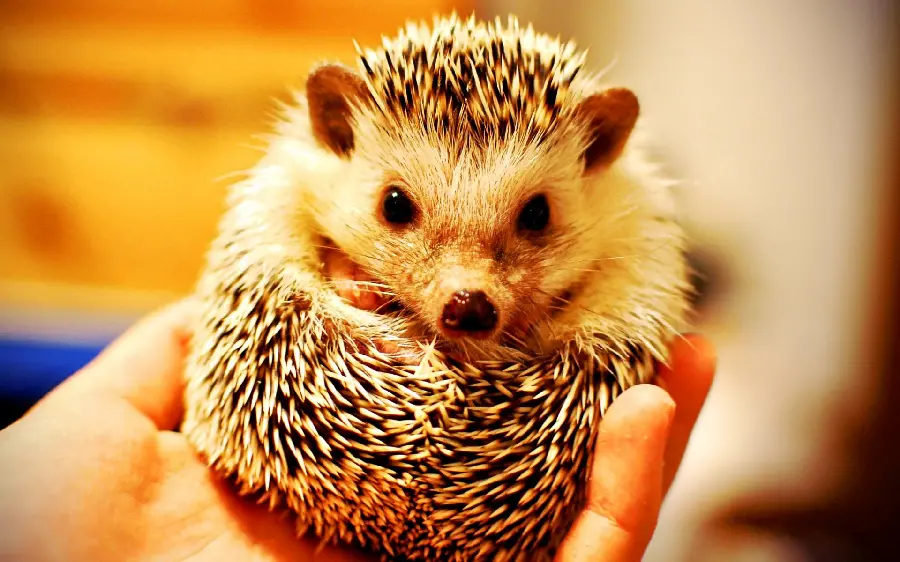 Download free background of cute baby hedgehog