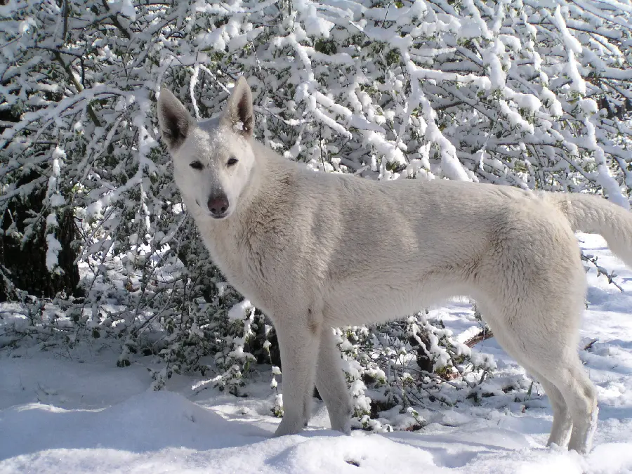 White German Shepherd Profile Picture in Winter Snow