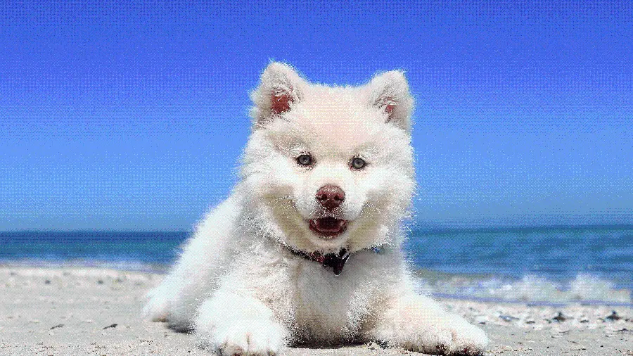 Attractive background of an American Eskimo dog 4K