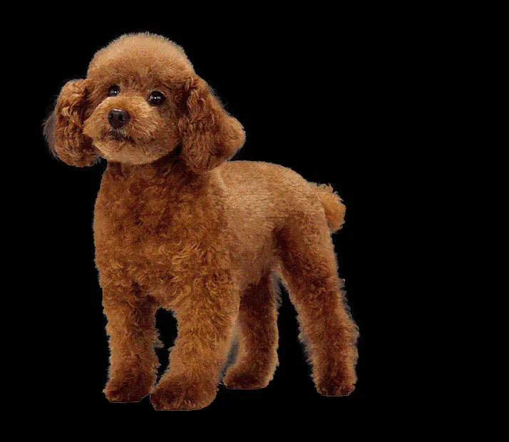 Cute Toy Poodle Dog Photo Real PNG
