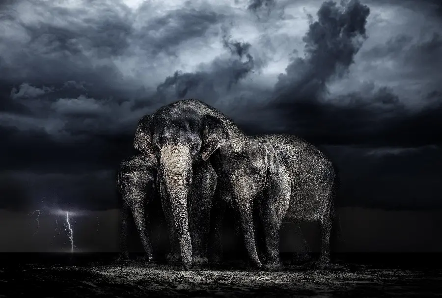 Black and white and different graphic image of two elephants next to each other in a storm