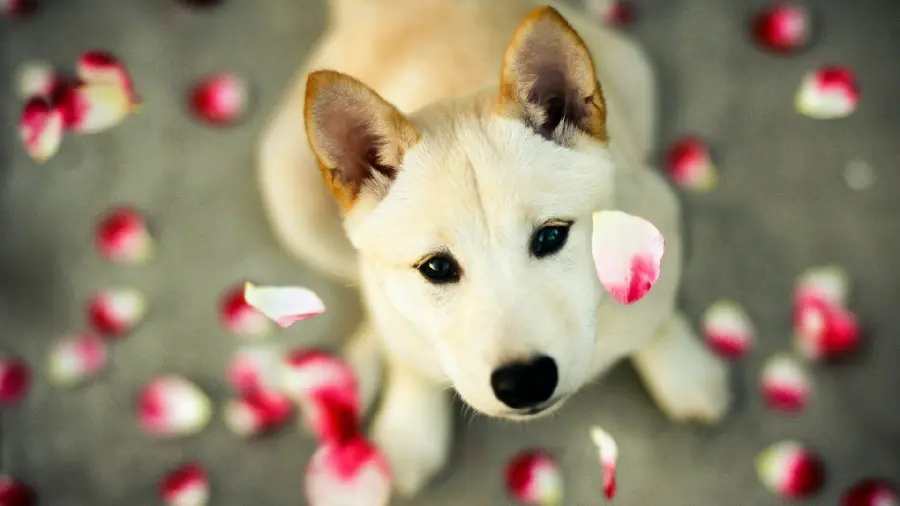 Cool background of a Japanese Shiba Inu dog for desktop 