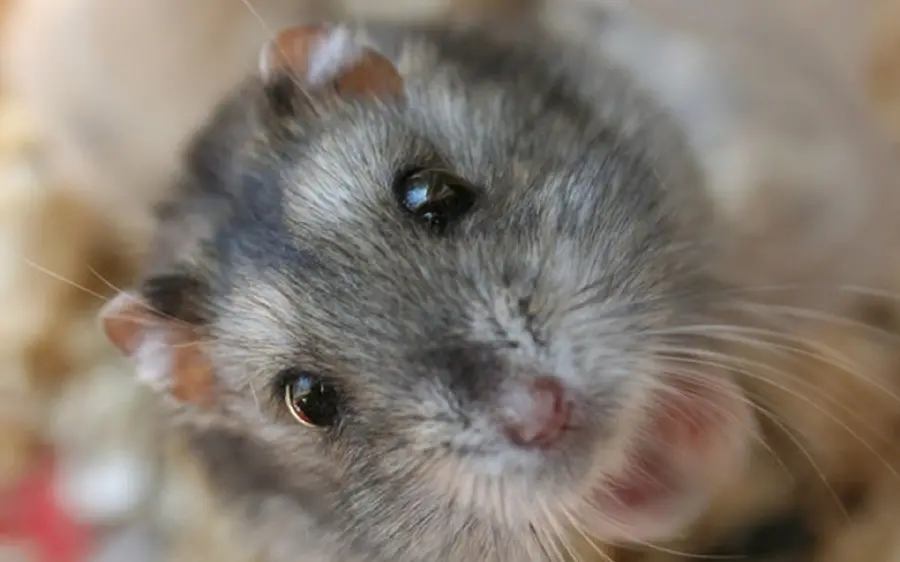 Gray hamster with black eyes
