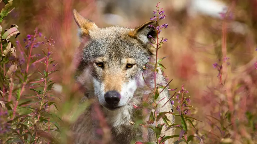 Profile photo Very cool of the Eurasian wolf for Telegram and WhatsApp 