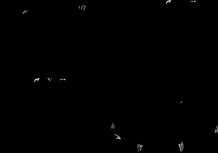 Wallpaper of the shadow of the sloth with different figures PNG