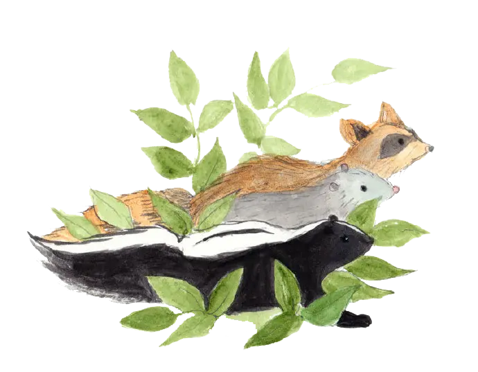 Beautiful otter PNG drawing without background