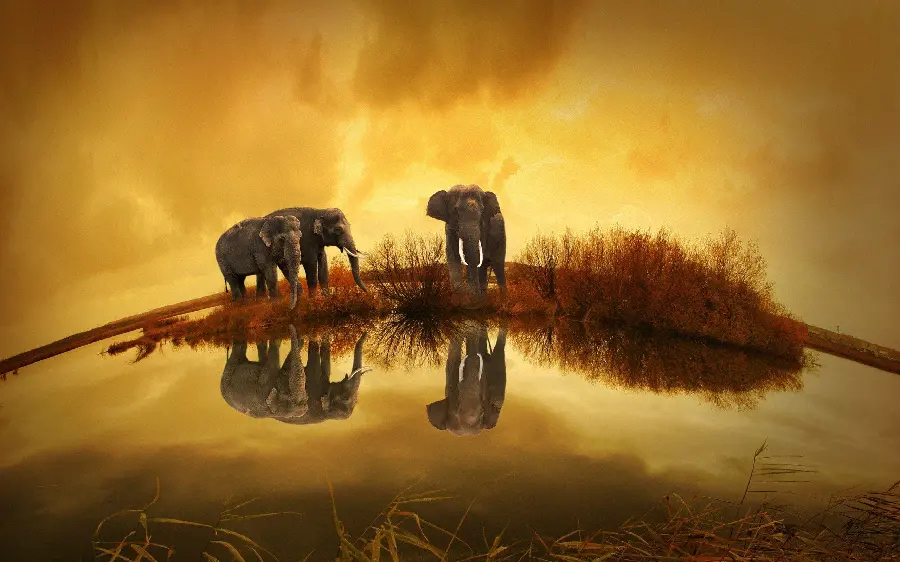 Download a very beautiful photo of a lake and elephants next to it at sunset