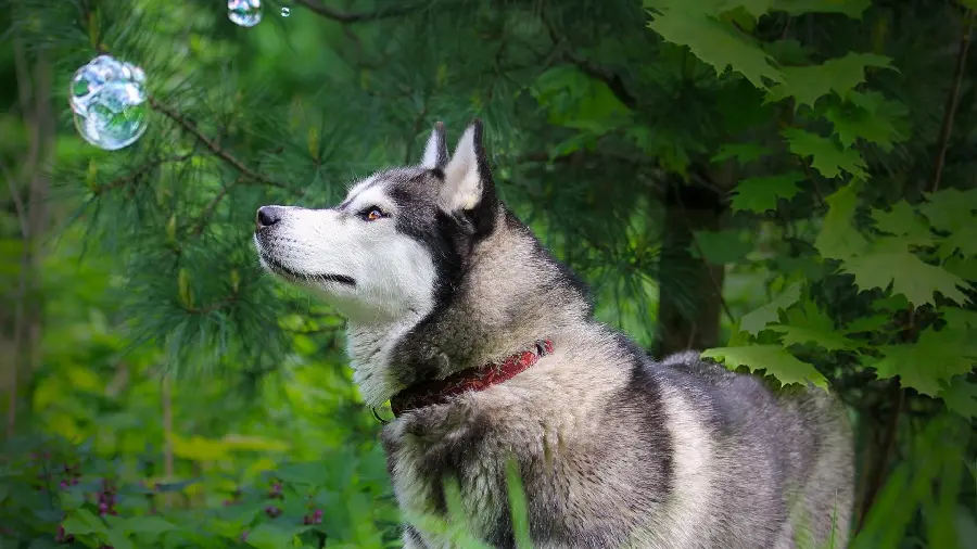 Great wallpaper of husky with a forest and lush background