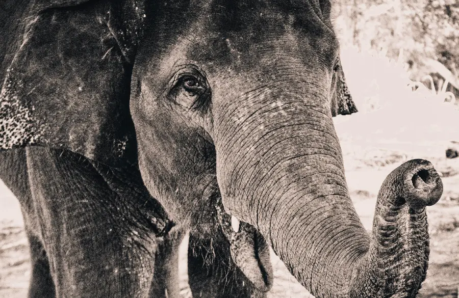 Free Download Black and White Elephant HD