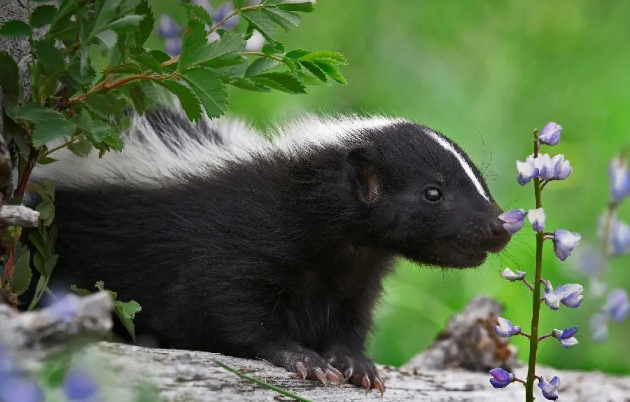 Artistic and attractive wallpaper of Skunk or American Mink