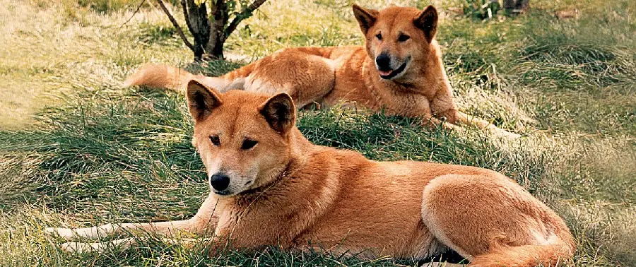 High quality background of dingo for background and sign printing 
