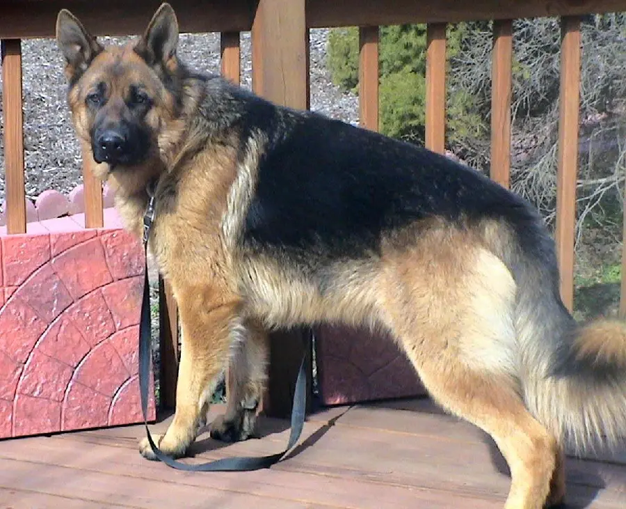 High Quality Picture of German Shepherd Rex Dog from Johre