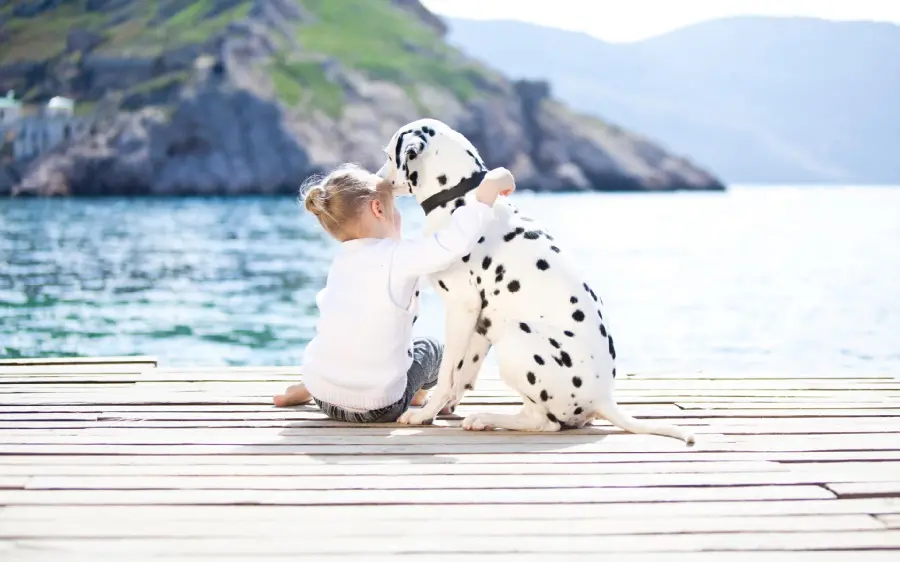 Emotional wallpaper of deep friendship between man and Dalmatian dog 4K