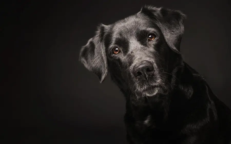 A wonderful image of a black dog on a black background for desktop 