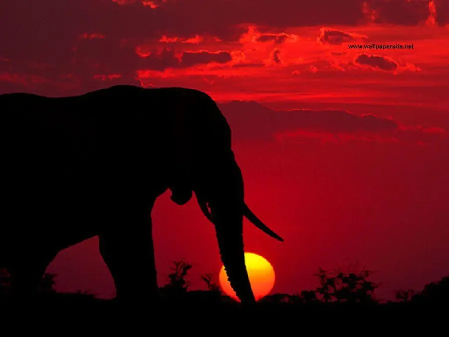 Download mobile background and wallpaper of an elephant's shadow in a beautiful sunset