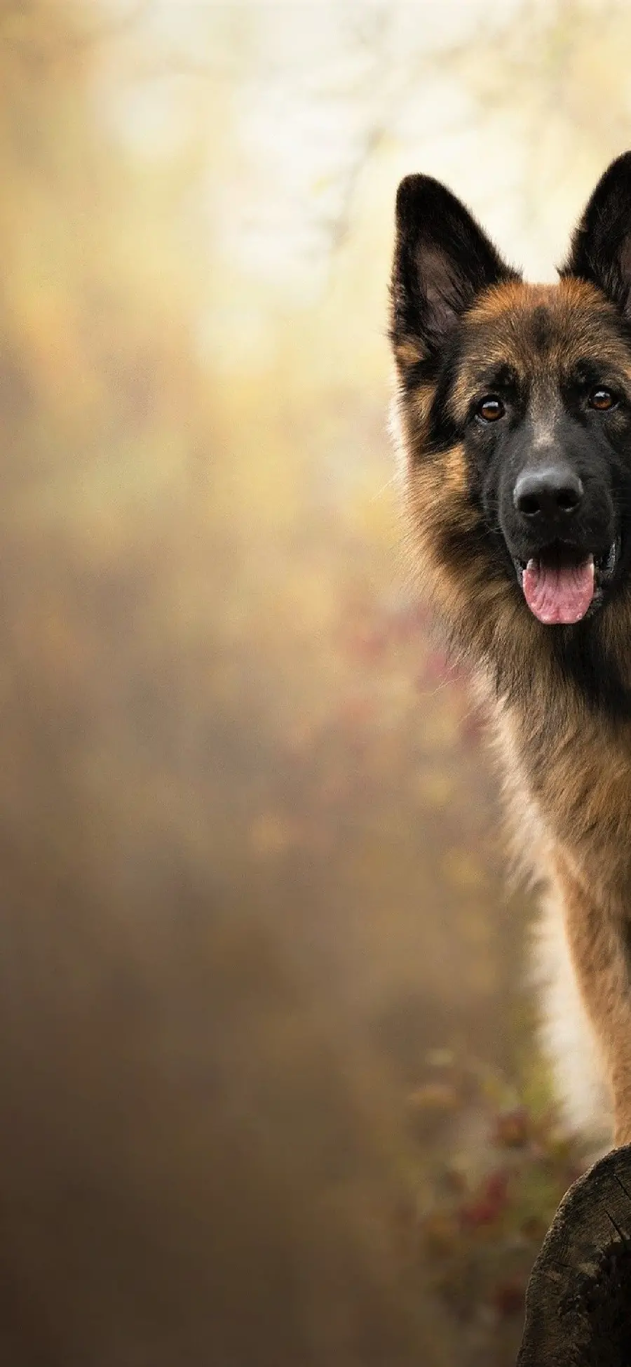 Background image suitable for the phone of the German Shepherd Rex