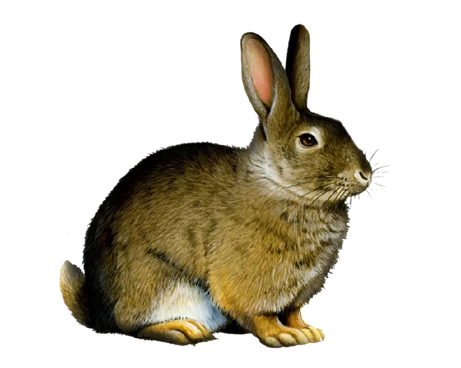 Real Big Brown Rabbit Stock Image PNG