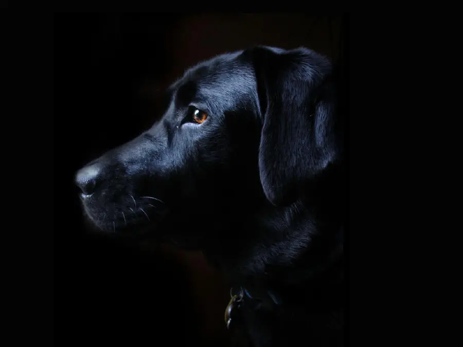 Black Labrador Retriever High Quality Profile Picture