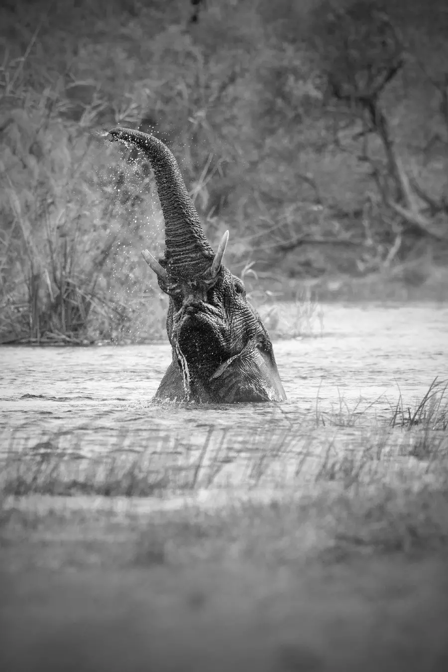 Stylish black and white photo of a large elephant