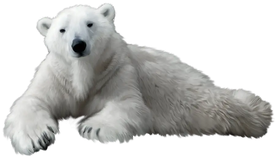 Download quality polar bear photo for PNG profile