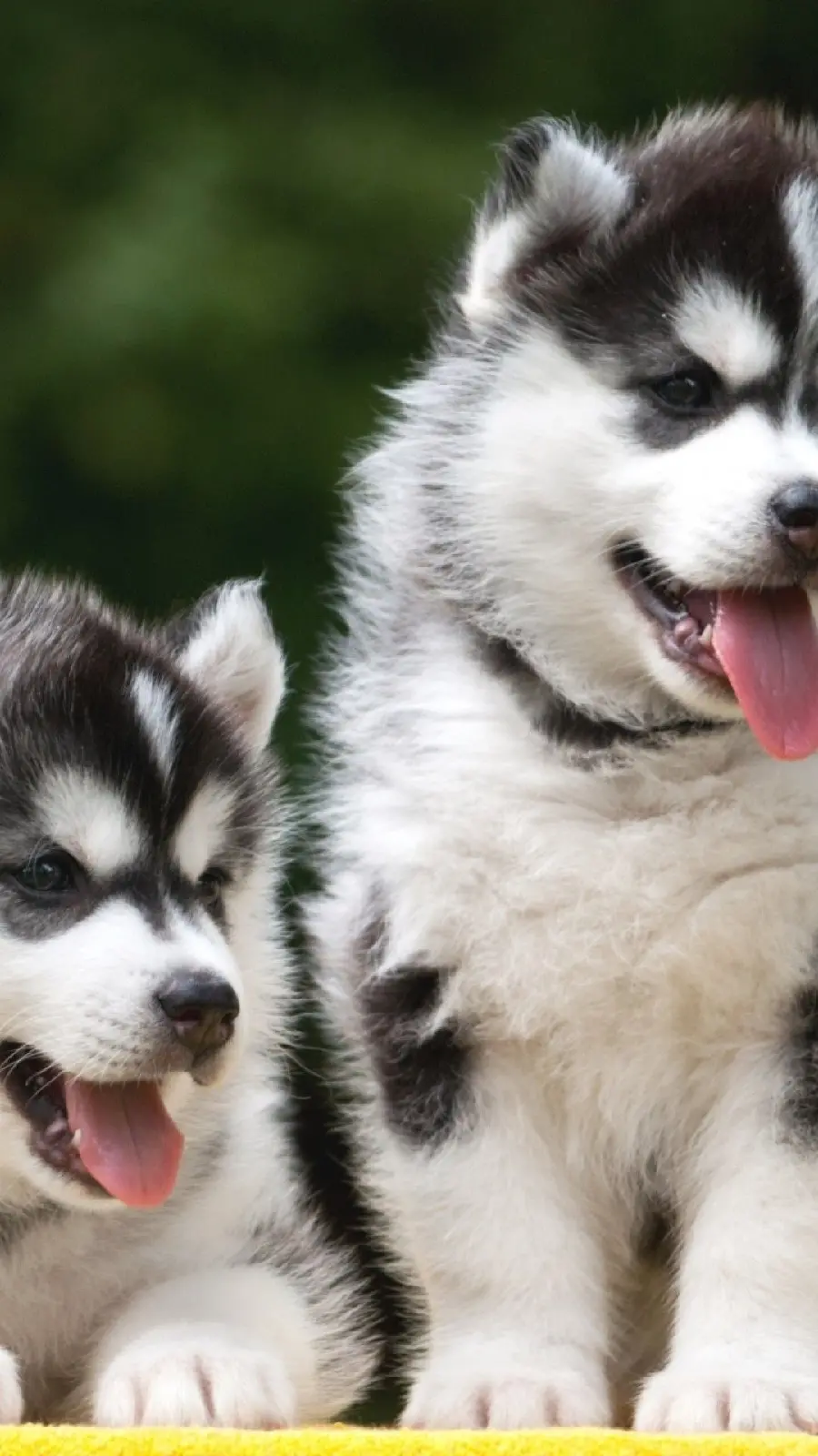 The most downloaded black and white Husky wallpaper for iPhone