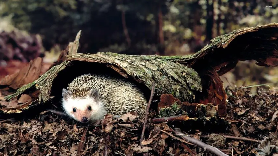 A beautiful image of a baby hedgehog among dry forest leaves