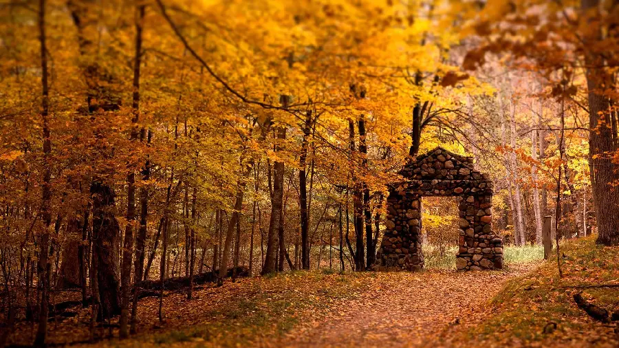Picture of a walking path in the autumn forest