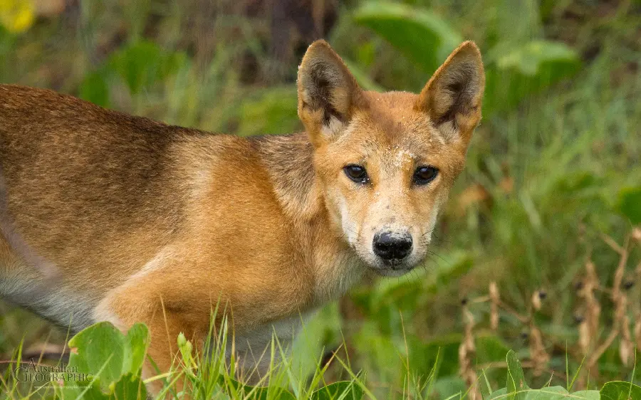 High quality background for a laptop of an Australian wild dog