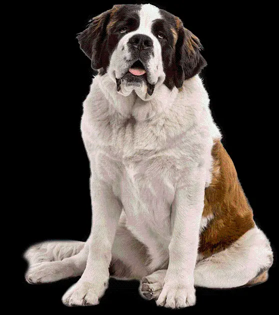 Real Saint Bernard Dog Photo for Profile PNG
