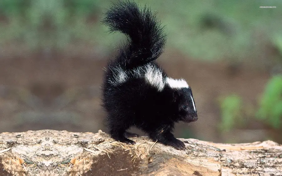 High Quality Cute Skunk Baby Background