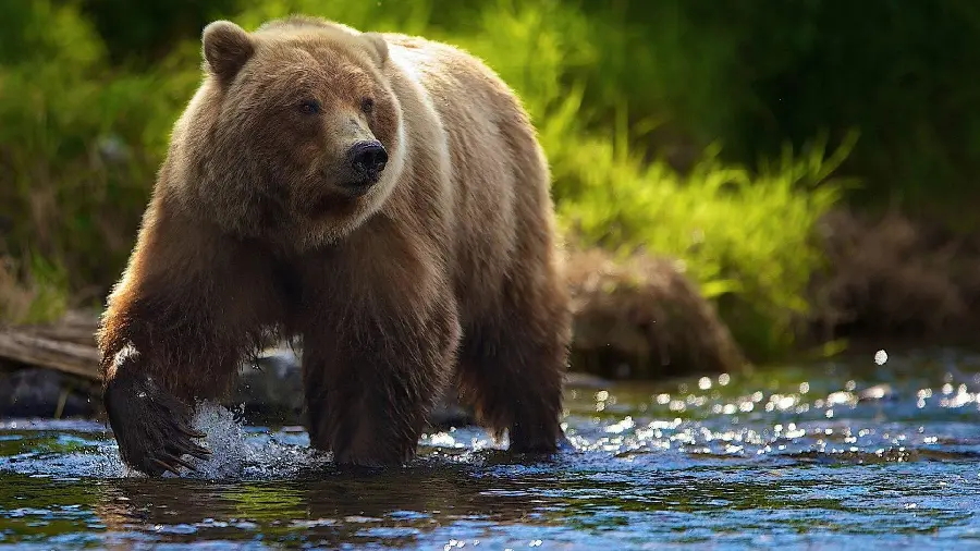 High Quality Profile Photo Bear for Instagram and Telegram HD