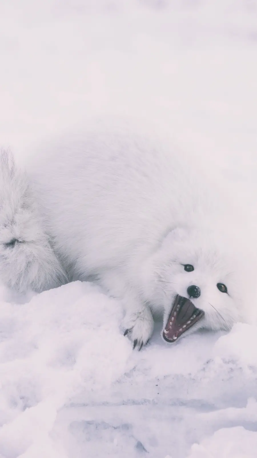 Wild Arctic Fox Wallpaper for HD Phone Lock Screen