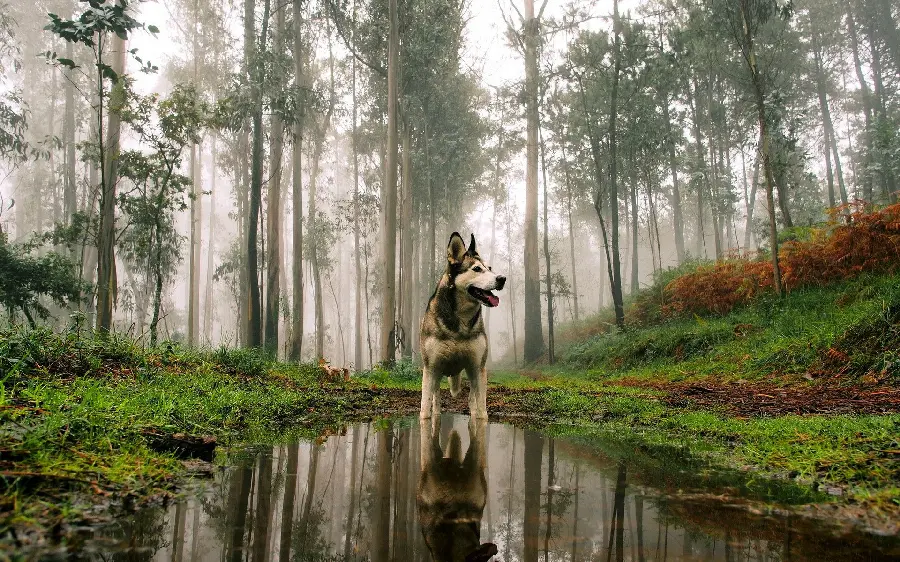 High Quality Dog Background Photo for Desktop Background